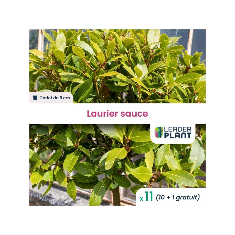 11 x Laurier sauce en godet
