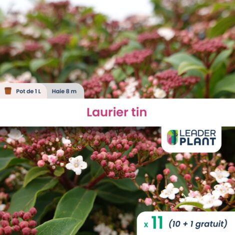 11 x Laurier tin en pot de 1 L