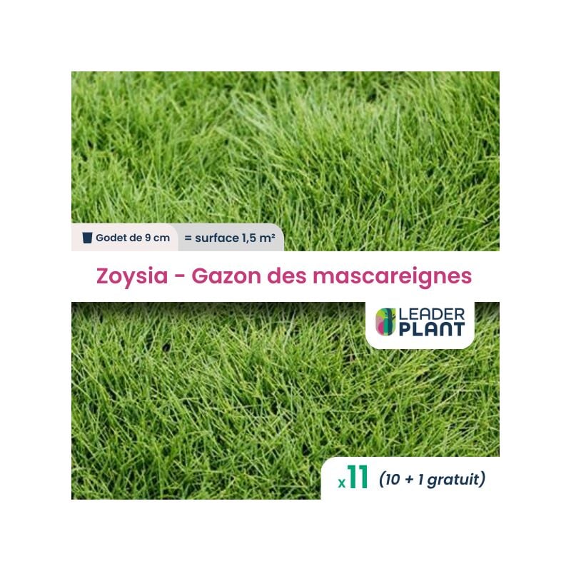 Leaderplantcom - 11 Zoysia - Gazon des Mascareignes pour une surface de 1.5m²