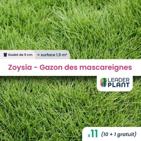11 Zoysia - Gazon des Mascareignes pour une surface de 1.5m²