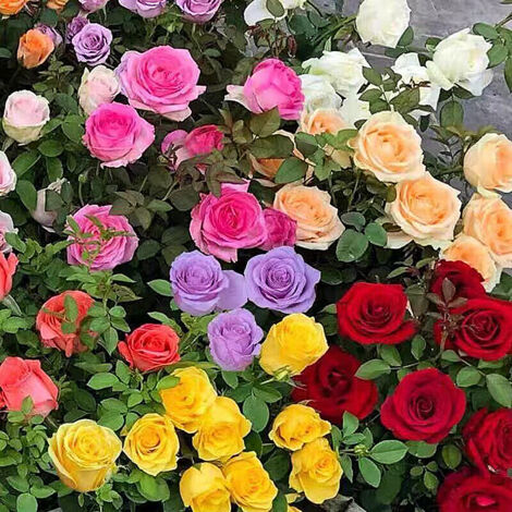 1200 Rose Seeds, Perennial Outdoor Flower Seeds, Perennial Planting Flower Seeds, High Germination Rate