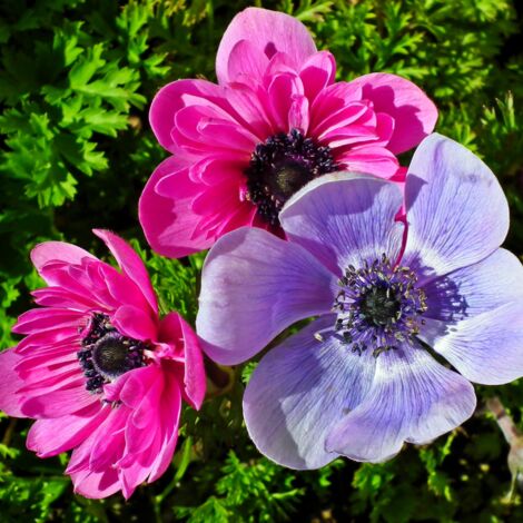 15 ANEMONES CORONARIA DE CAEN Multicolore