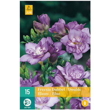 15 FREESIAS DOUBLES BLEUS