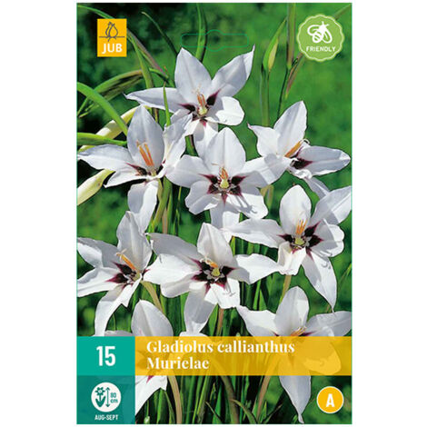 15 GLAÏEULS CALLIANTHUS MURIELAE Bordeaux