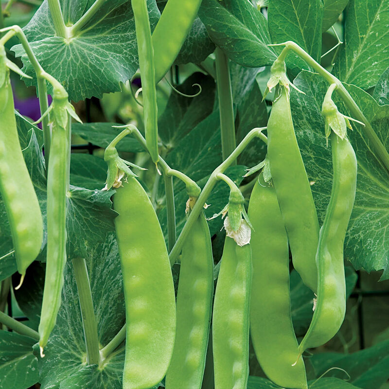 15 graines de pois gourmands, prêtes à être semées - gousses croquantes et comestibles, légumes - graines de jardin