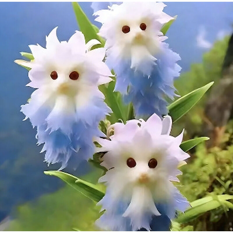 150 graines d'orchidée chat rare, vivaces sans OGM, forme mignonne, faciles à cultiver, purifient l'air et fleurissent toute l'année, idéales pour