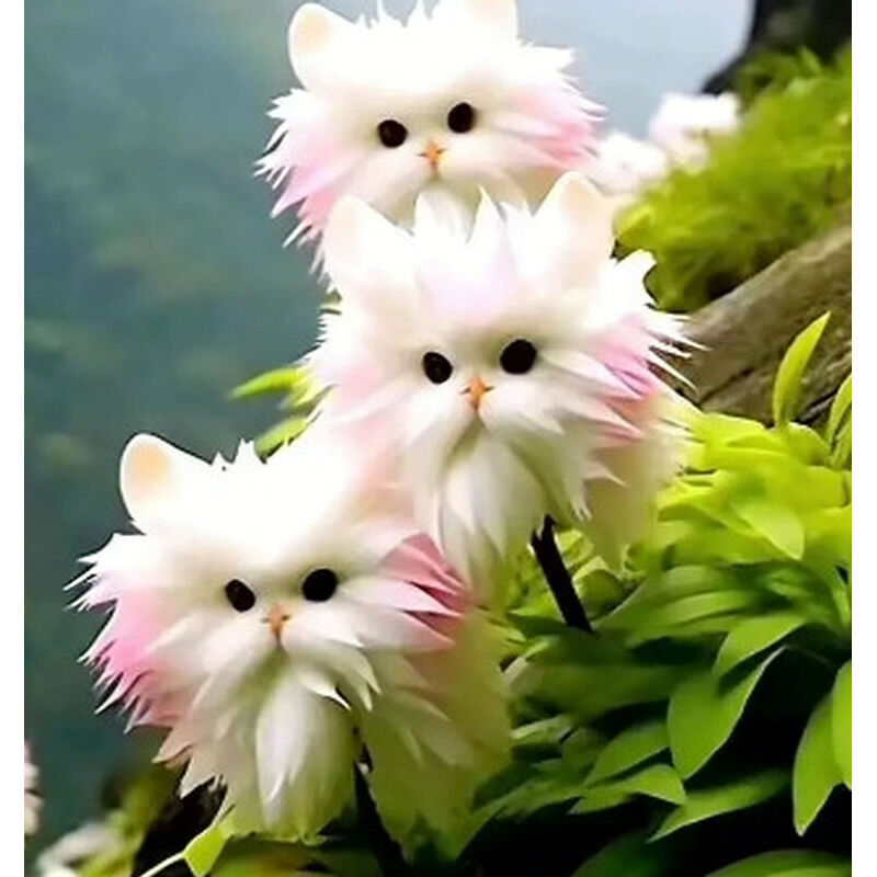 150 graines d'orchidée chat rare, vivaces sans OGM, forme mignonne, faciles à cultiver, purifient l'air et fleurissent toute l'année, idéales pour