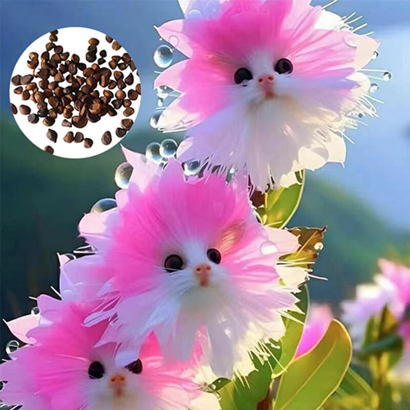150 Graines d'Orchidée Visage de Chat - Fleurs Originales et Mignonnes à Parfum Rich, Graines pour Pots, Balcon et Jardin Extérieur/Intérieur