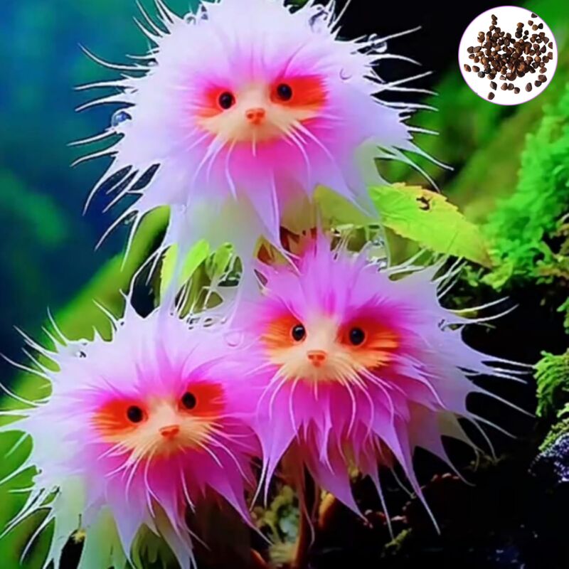 150 graines d'orchidées, faciles à cultiver, Graines d'orchidées en forme de tête de chat, purifient l'air et fleurissent toute l'année