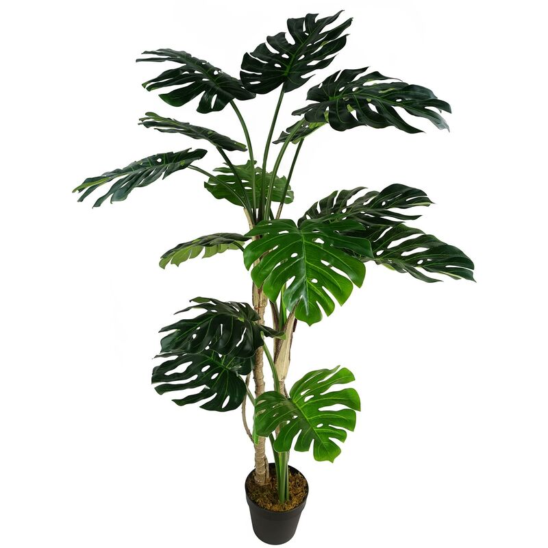 Leaf - 150cm (5ft) Luxury Monstera Plant Black Pot