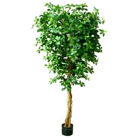 180cm Fire Retardant Black Olive Tree with 2925 Leaves and Natural Trunk