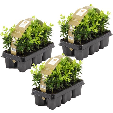 BLOOMIQUE 18x Buxus Sempervirens - Buis haie - Rustique - ⌀9 cm-↕ 15-20 cm