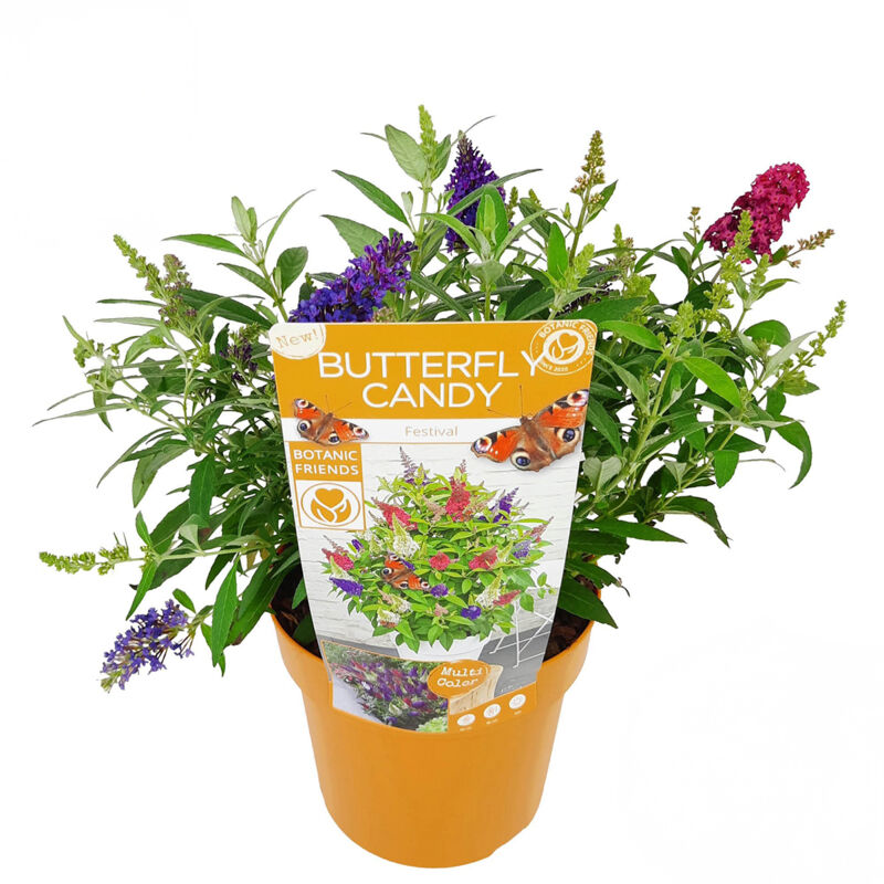 1x Buddleja Butterfly Candy Festival P19