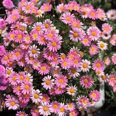 2 000 graines de marguerite rose « Mille-Aiguilles » — Floraison longue durée, naturellement parfumées, plantes ornementales pour le jardin