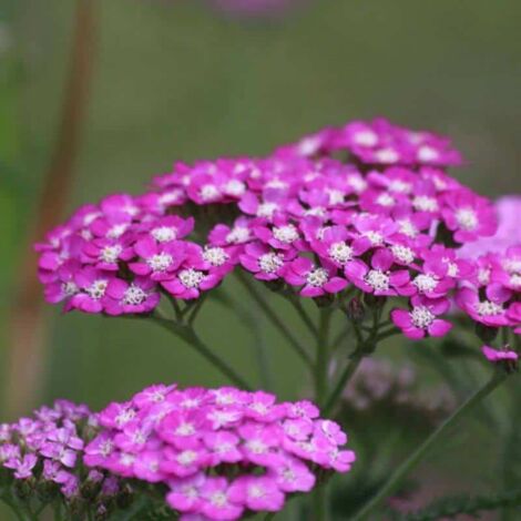 2 Achillées 'Cerise Queen' (Achillea 'Cerise Queen') - Vendu par 2