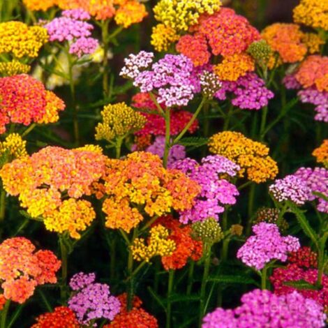 2 Achillées 'Summer Pastel' (Achillea 'Summer Pastel') - Vendu par 2 - Lot de 2 godets