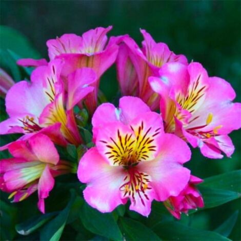 2 Alstroemères 'Charles' (Alstroemeria 'Charles') - Vendu par 2 - Lot de 2 godets