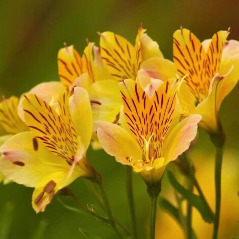 PÉPINIÈRES NAUDET 2 Alstroemères 'Layon' (Alstroemeria 'Layon') - Vendu par 2