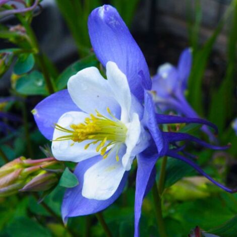 2 Ancolies 'Blue Star' (Aquilegia 'Blue Star') - Vendu par 2 - Lot de 2 godets