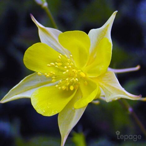 2 Ancolies Chrysanta 'Yellow Queen' (Aquilegia Chrysanta 'Yellow Queen') - Vendu par 2 - Lot de 2 godets