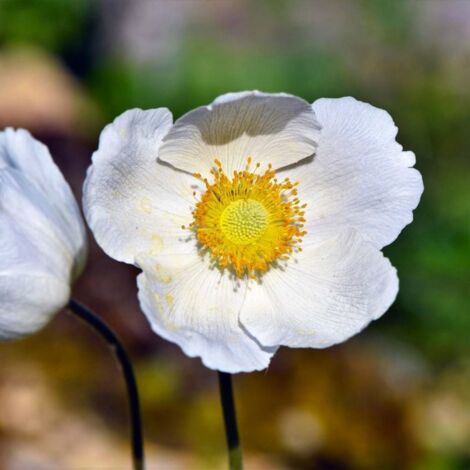 2 Anémones du Japon 'Honorine Jobert' - Vendu par 2 - Lot de 2 godets
