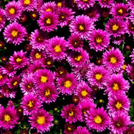 2 Asters Dumosus 'Jenny' - Vendu par 2 - Lot de 2 godets