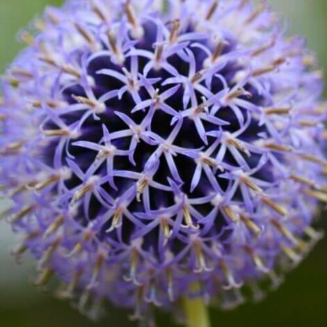 2 Boules Azurée ou Oursin 'Taplow Blue' (Echinops Bannaticus) - Vendu par 2 - Lot de 2 godets