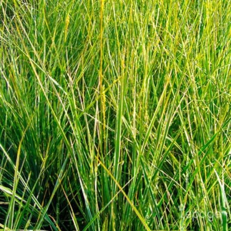 2 Calamagrostides 'Avalanche' - Vendu par 2 - Lot de 2 godets