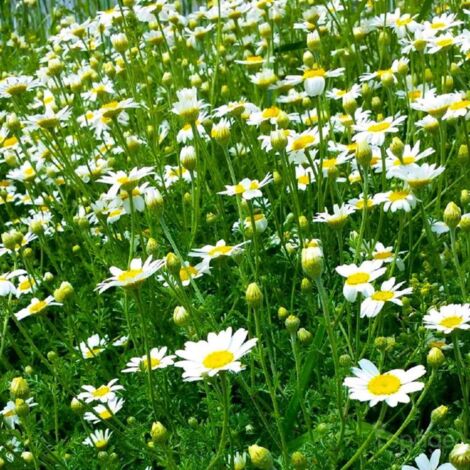 2 Camomilles 'Karpatenschnee' (Anthemis Carpatica 'Karpatenschnee') - Vendu par 2 - Lot de 2 godets