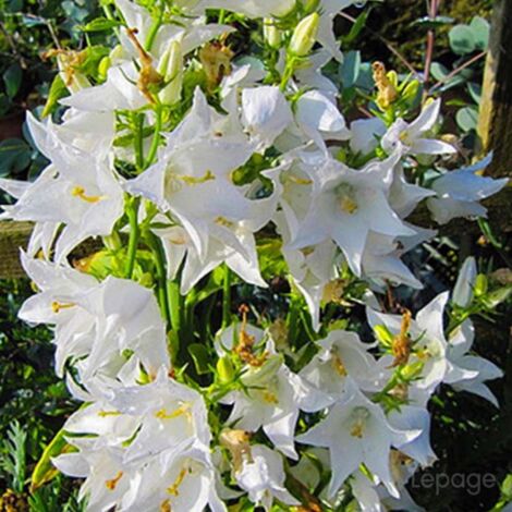 2 Campanules 'Pyramidale' Blanc Alba (Campanula 'Pyramidalis') - Vendu par 2 - Lot de 2 godets