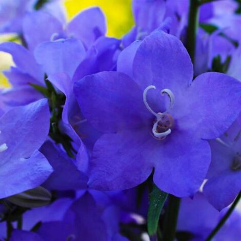 2 Campanules 'Pyramidale' Bleue (Campanula 'Pyramidalis') - Vendu par 2 - Lot de 2 godets