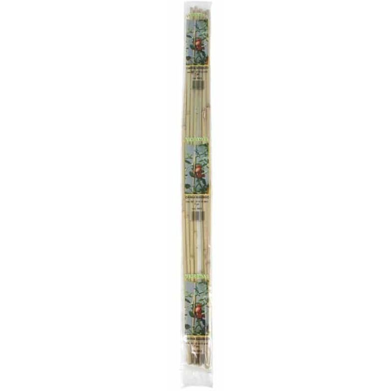 Cann Bamboo H210cm 2 Pezzi