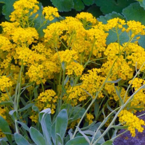 2 Corbeilles d'Or (Aurinia Saxatilis) - Vendu par 2 - Lot de 2 godets