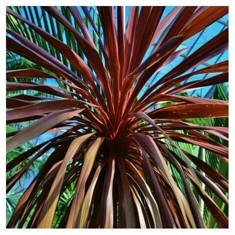 PEPINIÈRES NAUDET 2 Cordylines Australis 'Purpurea' - Vendu par 2 - Lot de 2 godets