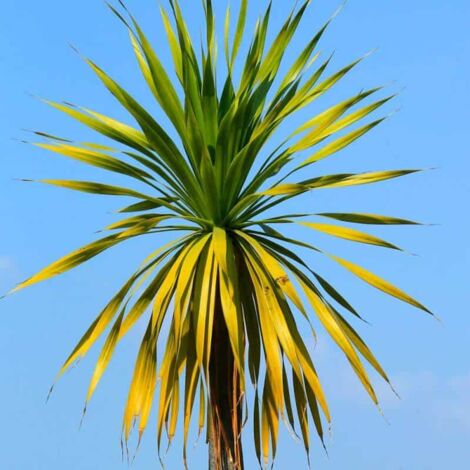 PÉPINIÈRES NAUDET Cordylines 'Indivisia' - Vendu par 2 - Lot de 2 godets