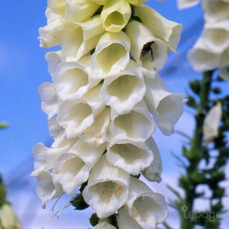 2 Campanules 'Pyramidale' Blanc Alba (Campanula 'Pyramidalis') - Vendu par  2 - Lot de 2 godets