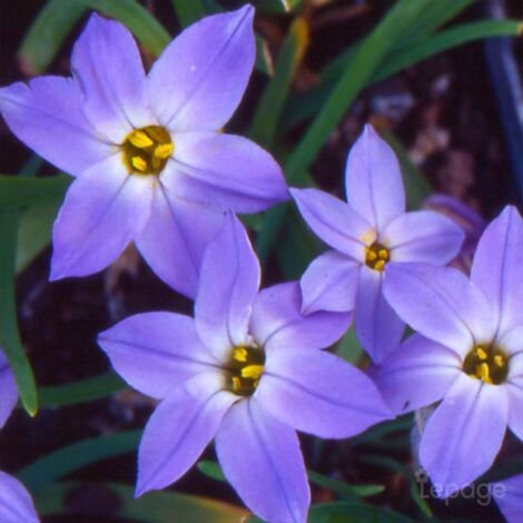 2 Étoiles de Printemps 'Uniflorum' (Ipheion 'Uniflorum') - Vendu par 2 - Lot de 2 godets