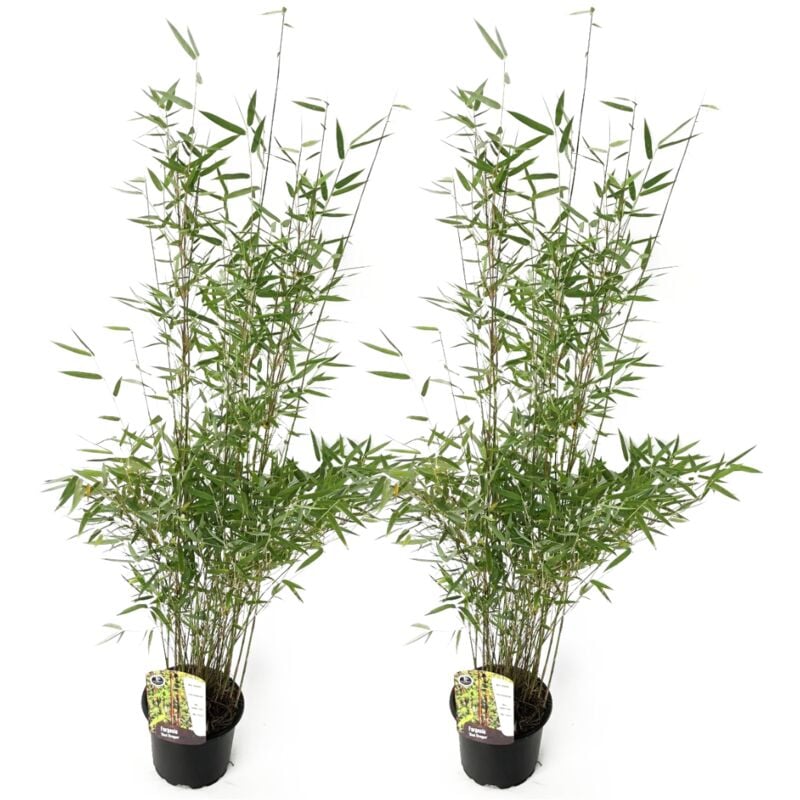 Plant In A Box - 2 Fargesia Red Dragon - Bambou rouge et non invasif - Pot 17cm - Hauteur 60-80cm - Vert