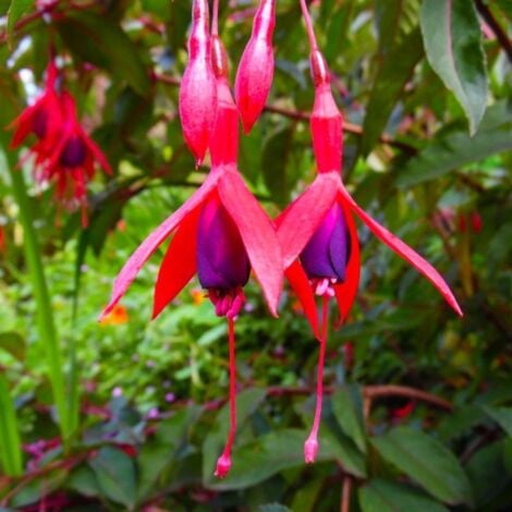 2 Fuchsias 'Riccartonii' - Vendu par 2 - Lot de 2 godets