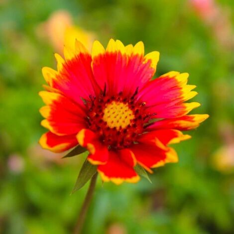 2 Gaillardes 'Dazzler' (Gaillardia 'Dazzler') - Vendu par 2 - Lot de 2 godets