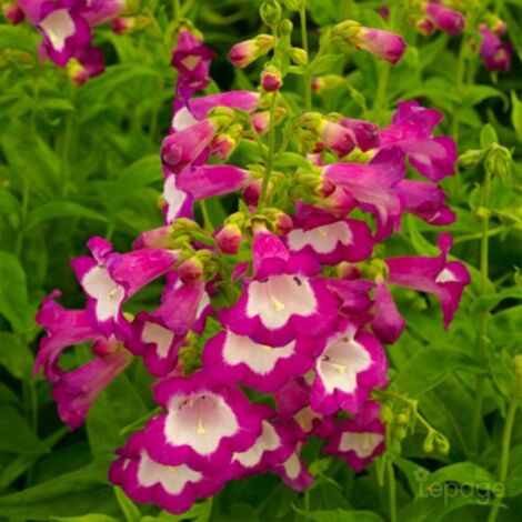 2 Galane 'Gloires Des Quatres Rues' (Penstemon 'Gloire Des Quatres Rues') - Vendu par 2 - Lot de 2 godets