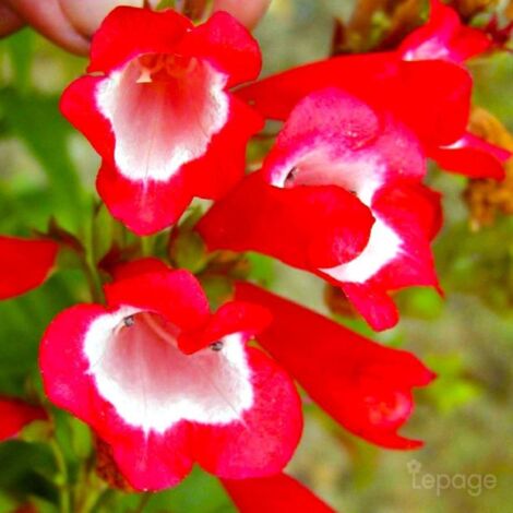 2 Galanes 'Le Phare' (Penstemon 'Le Phare') - Vendu par 2 - Lot de 2 godets
