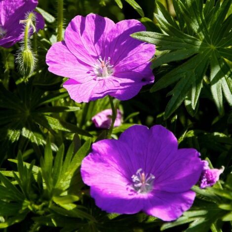 2 Géraniums Sanguin 'Compactum' (Geranium Sanguineum) - Vendu par 2 - Lot de 2 godets
