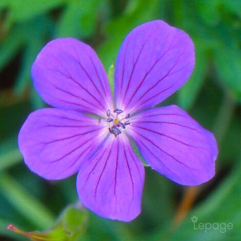 2 Géraniums Vivace 'Nimbus' (Géranium 'Nimbus') - Vendu par 2 - Lot de 2 godets