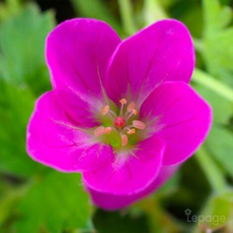 2 Géraniums Vivace 'Orkney Pink' (Géranium 'Orkney Pink') - Vendu par 2 - Lot de 2 godets