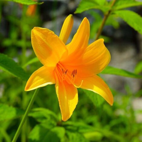 2 Hémérocalles 'August Orange' (Hemerocallis) - Vendu par 2 - Lot de 2 godets