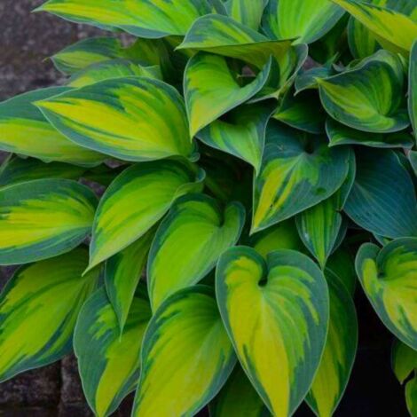 2 Hostas 'Catherine' - Vendu par 2 - Lot de 2 godets