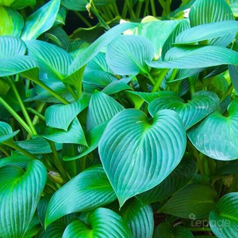2 Hostas 'Devon Green' (Hosta 'Devon Green') - Vendu par 2 - Lot de 2 godets
