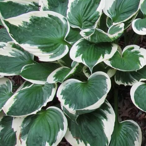 2 Hostas 'Independence' - Vendu par 2 - Lot de 2 godets