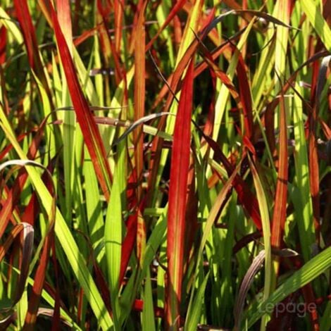 PÉPINIÈRES NAUDET 2 Imperata 'Red Baron' - Vendu par 2